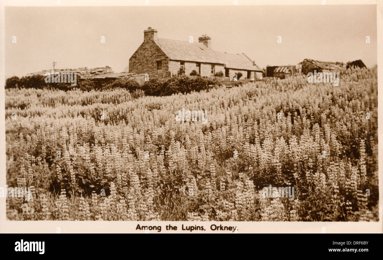 Crofters Cottage, Orkney Foto Stock