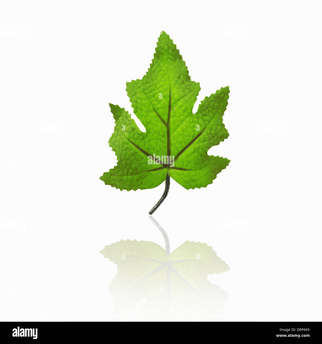 Unico Verde Foglia di acero con la riflessione Foto Stock