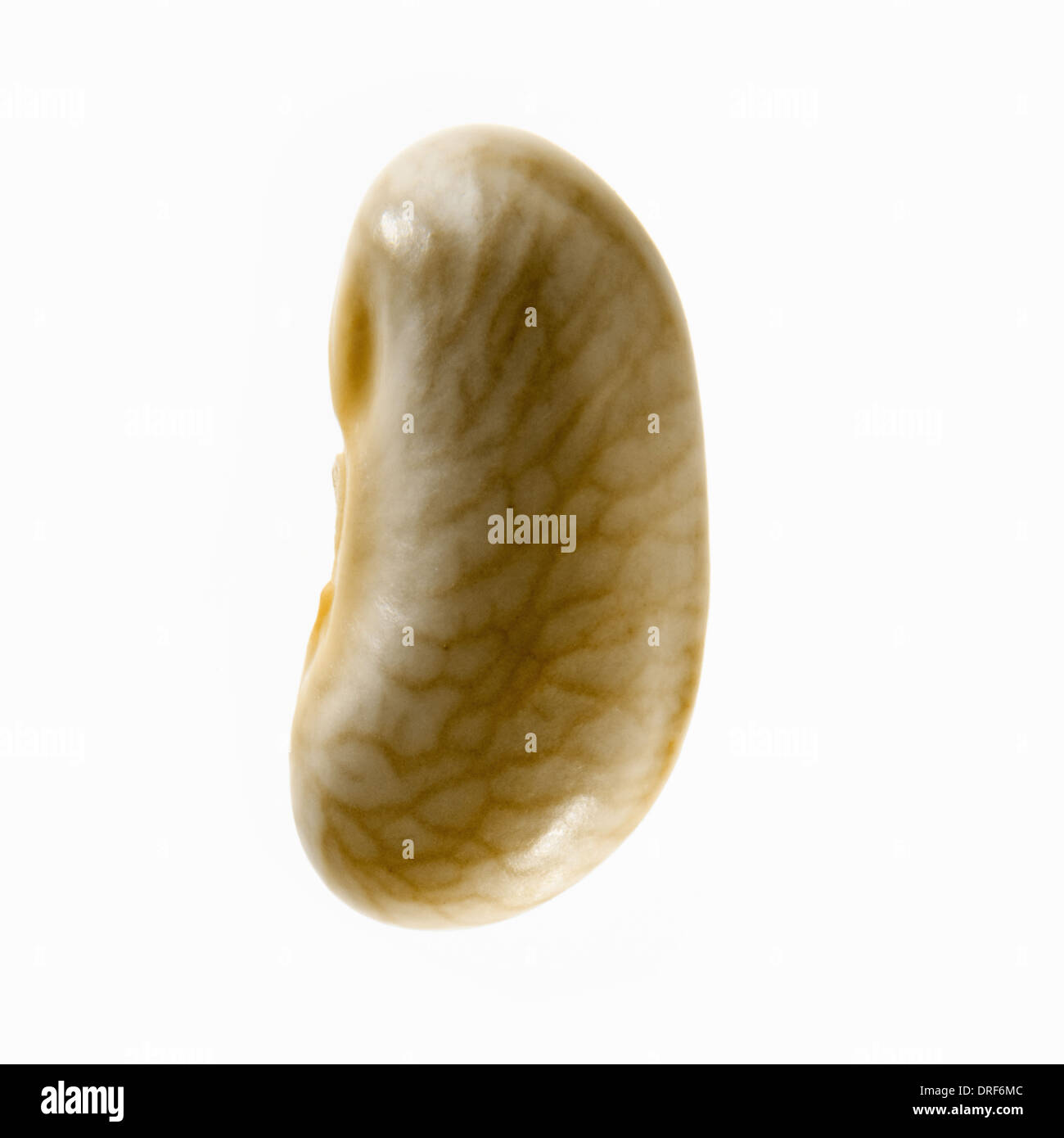 Giallo singolo flageolet bean con venature pattern Foto Stock