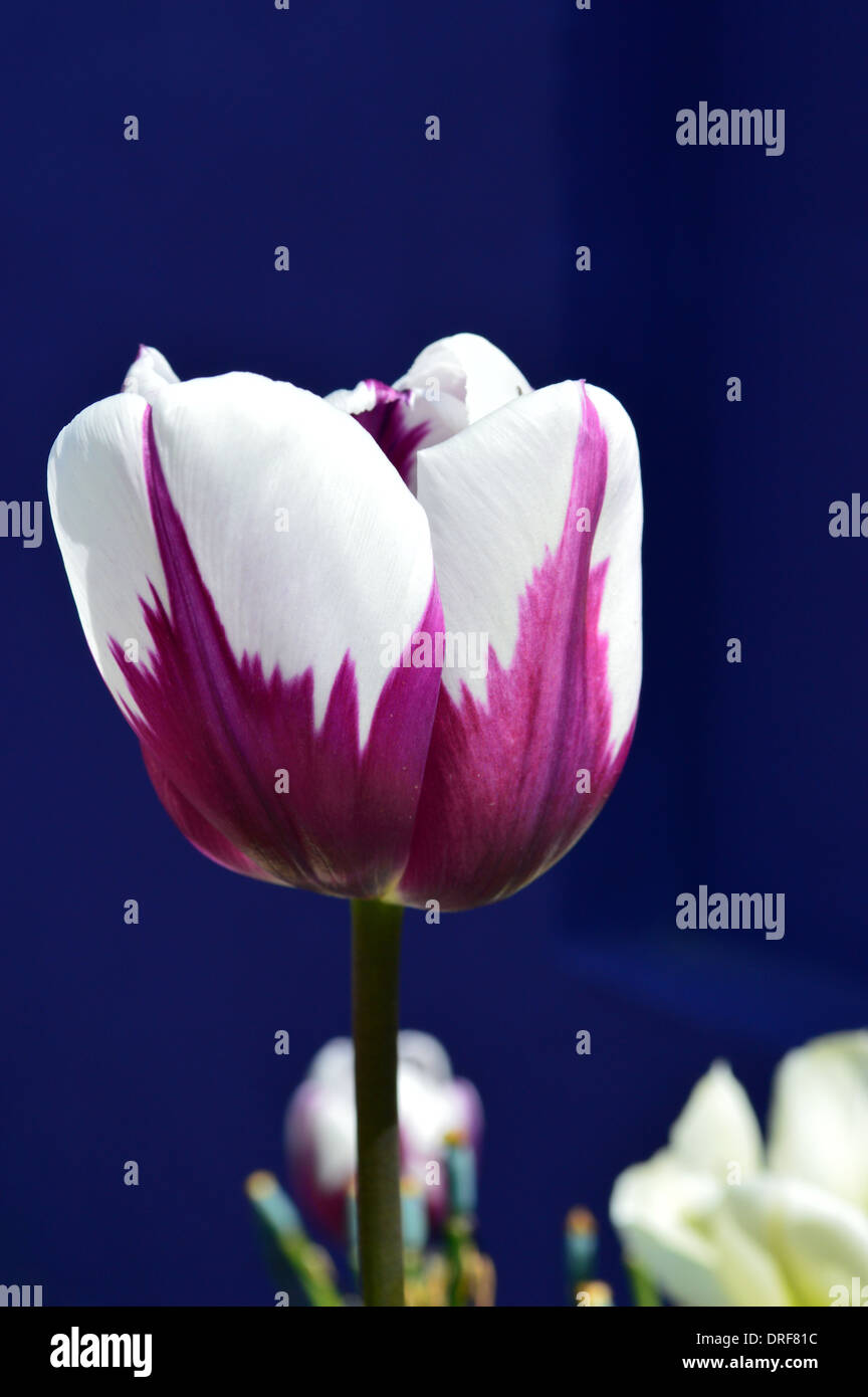 Il viola e il tulipano bianco su sfondo blu scuro a RHS Garden Harlow Carr, Harrogate, Yorkshire. Foto Stock