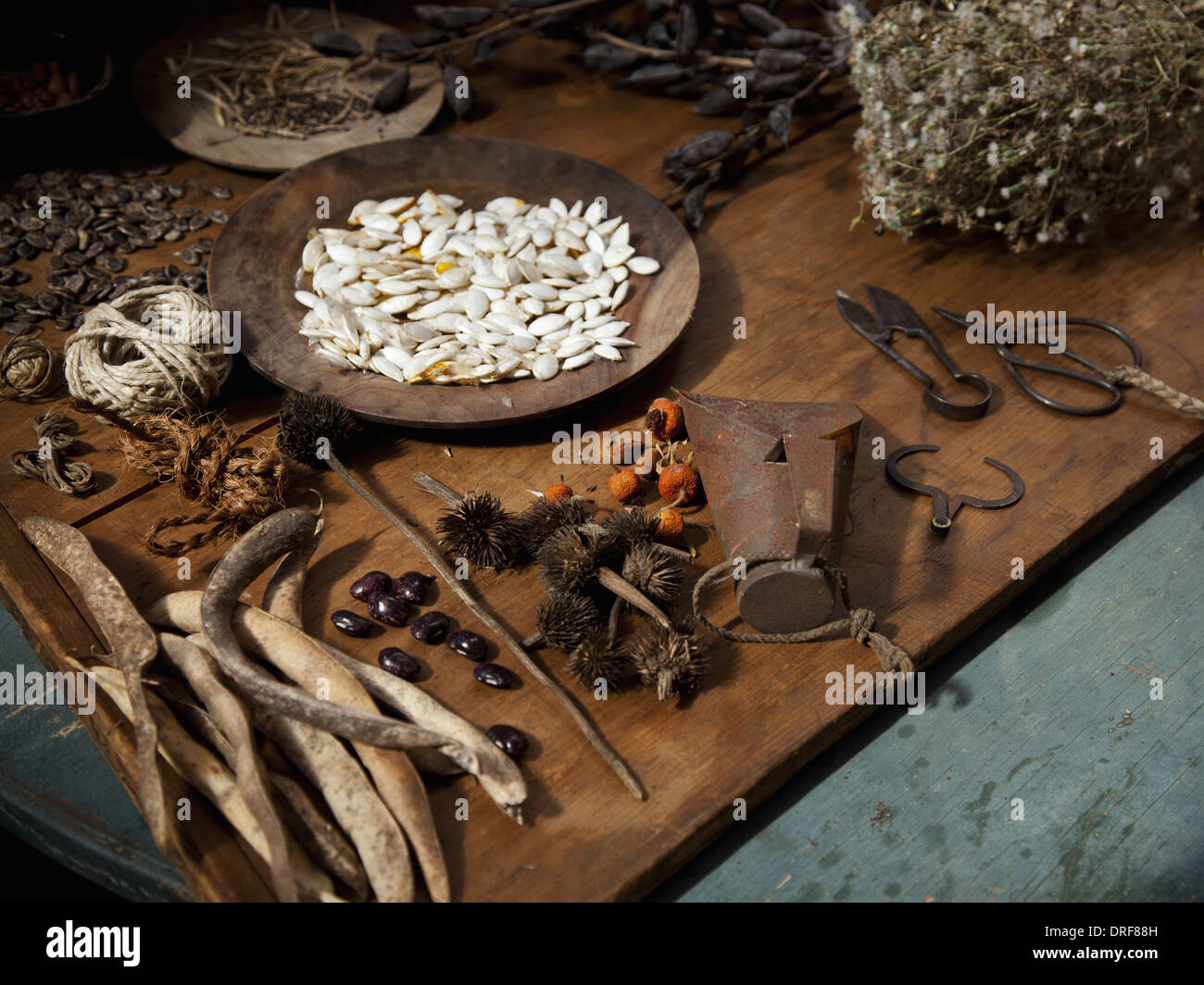 Maryland USA la raccolta di semi da giardino piante erbe per l'inverno Foto Stock