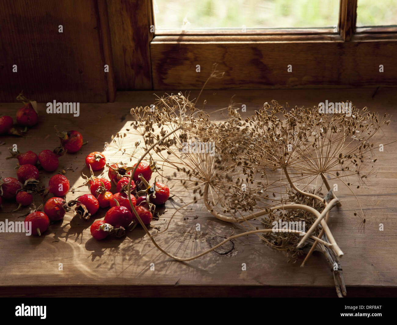 Maryland USA la raccolta di semi da giardino piante erbe per l'inverno Foto Stock