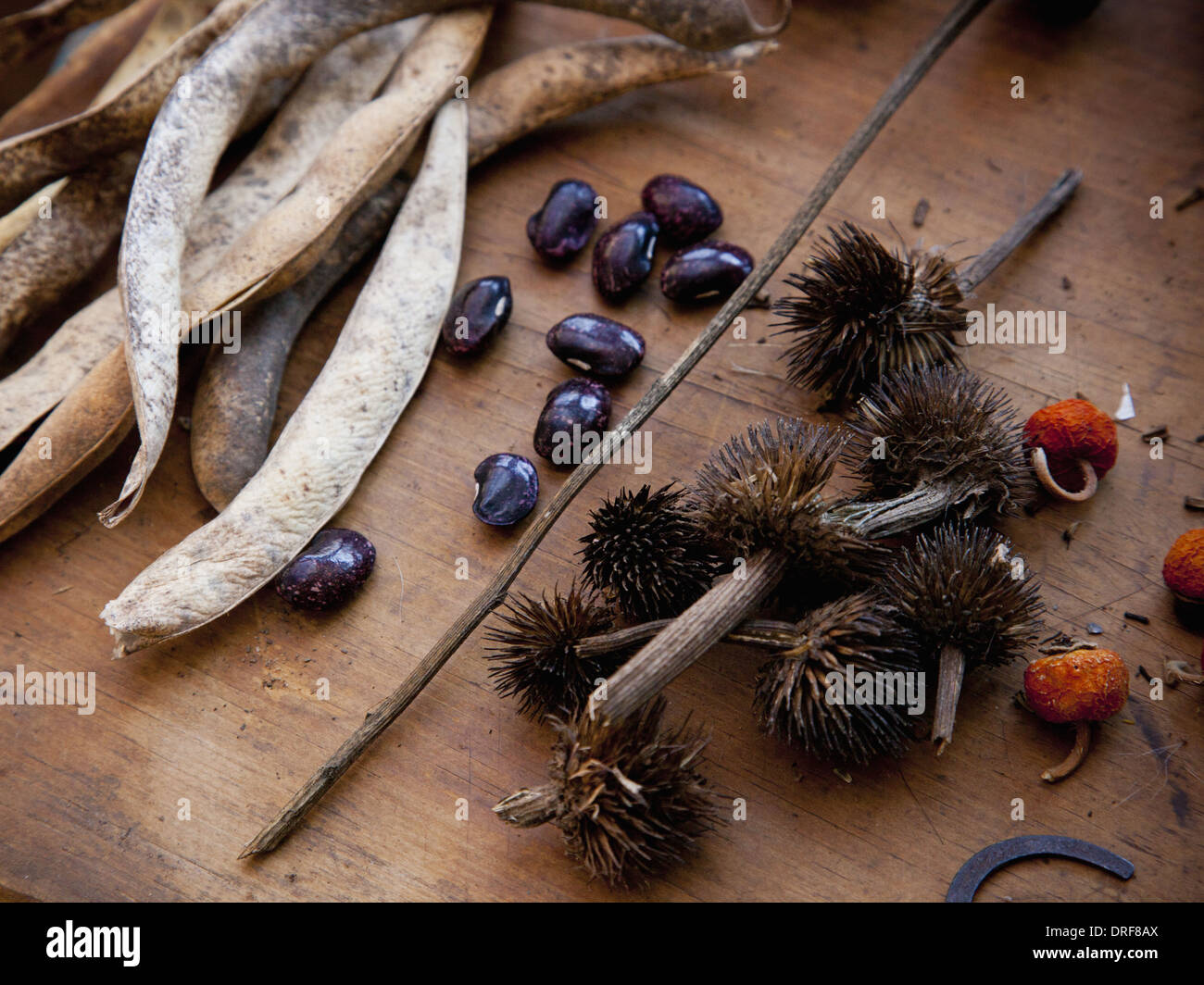 Maryland USA la raccolta di semi da giardino piante erbe per l'inverno Foto Stock