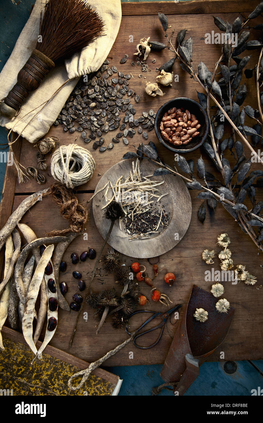 Maryland USA la raccolta di semi da giardino piante erbe per l'inverno Foto Stock