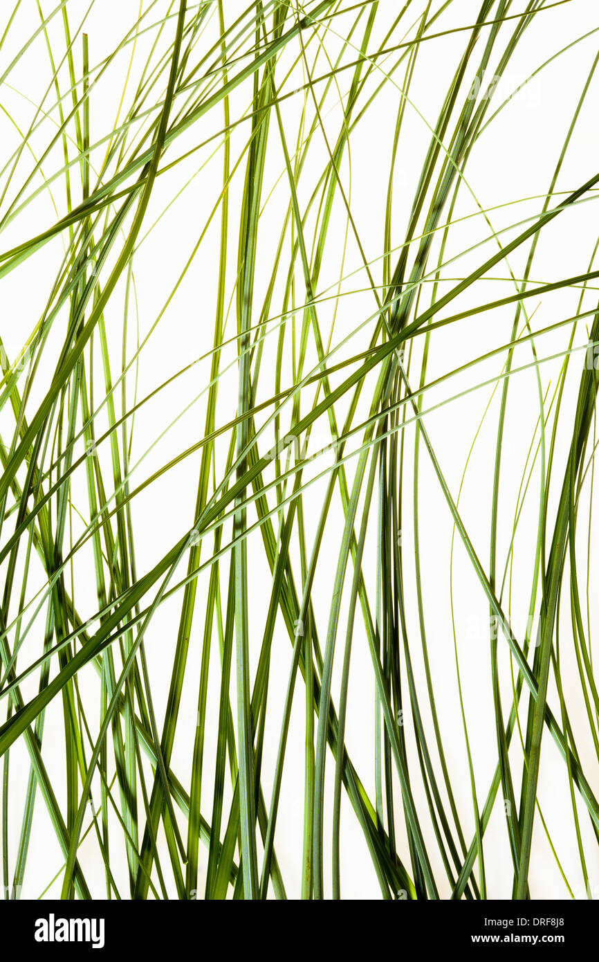 Maryland USA sottili foglie verdi impianto contro uno sfondo bianco Foto Stock