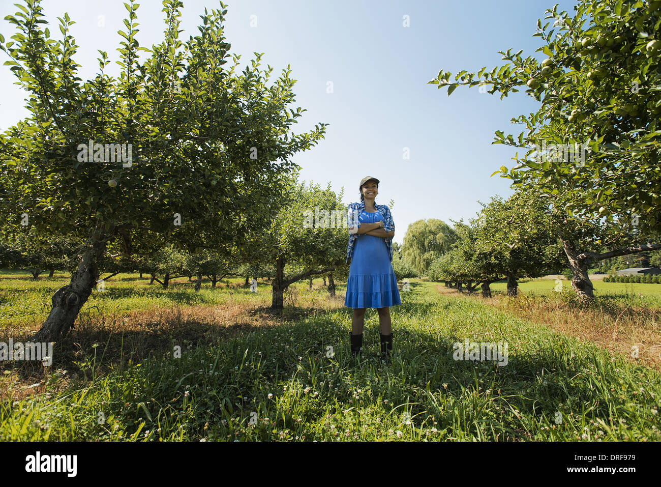 Lo stato di New York STATI UNITI D'AMERICA donna raccolta di mele in un frutteto di alberi da frutto Foto Stock