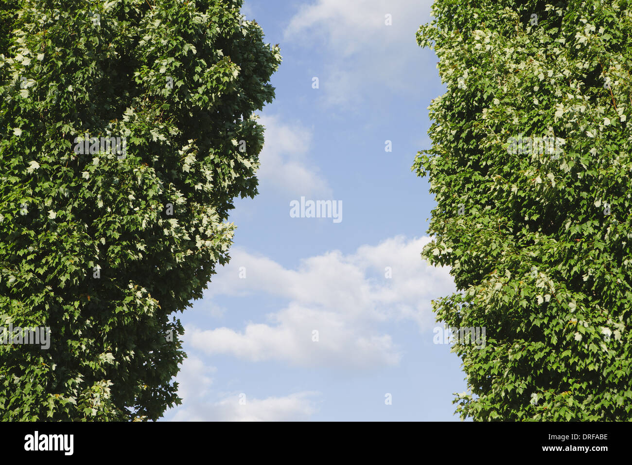 Stato di Washington usa due alberi con fogliame verde Foto Stock