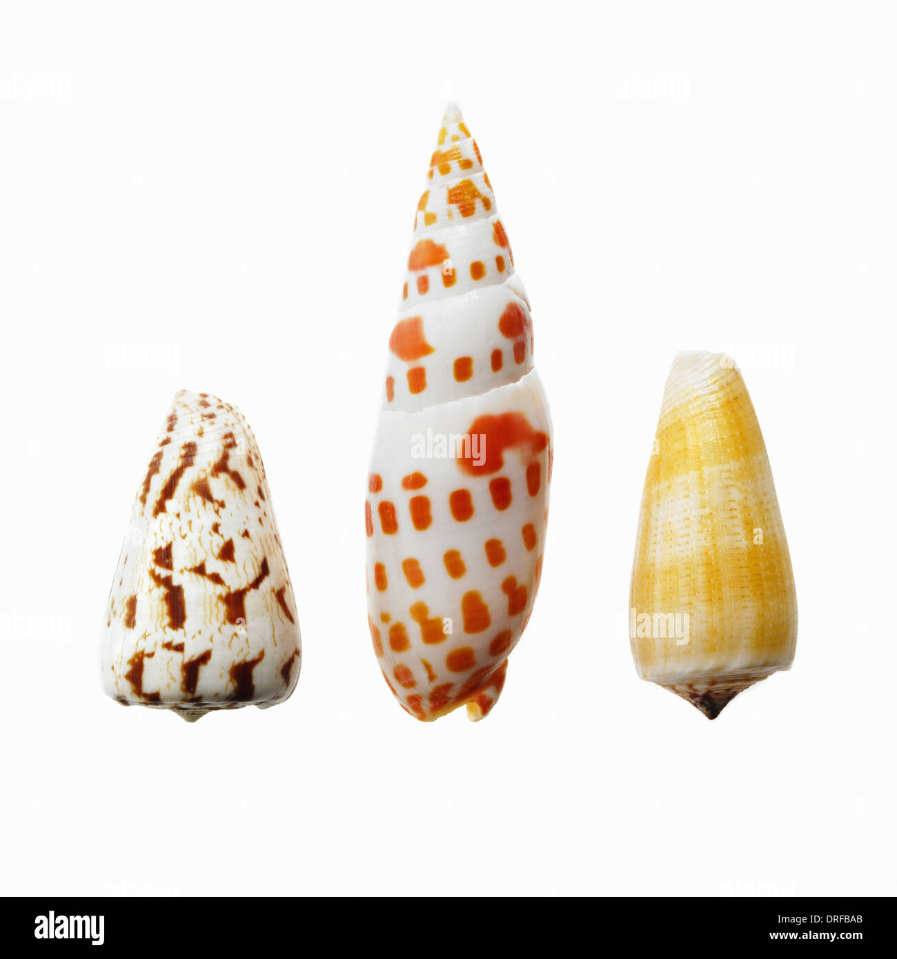 Tre conchiglie di mare che mostra la varietà di forma dimensioni Foto Stock