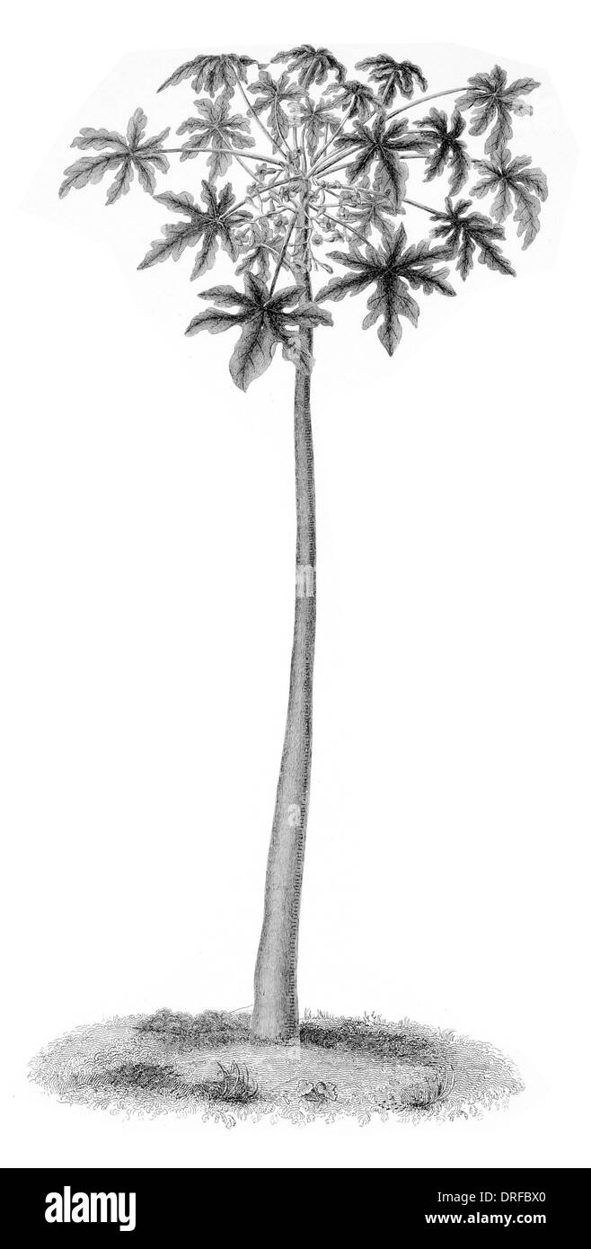 Carica papaya. Papaw Tree Foto Stock