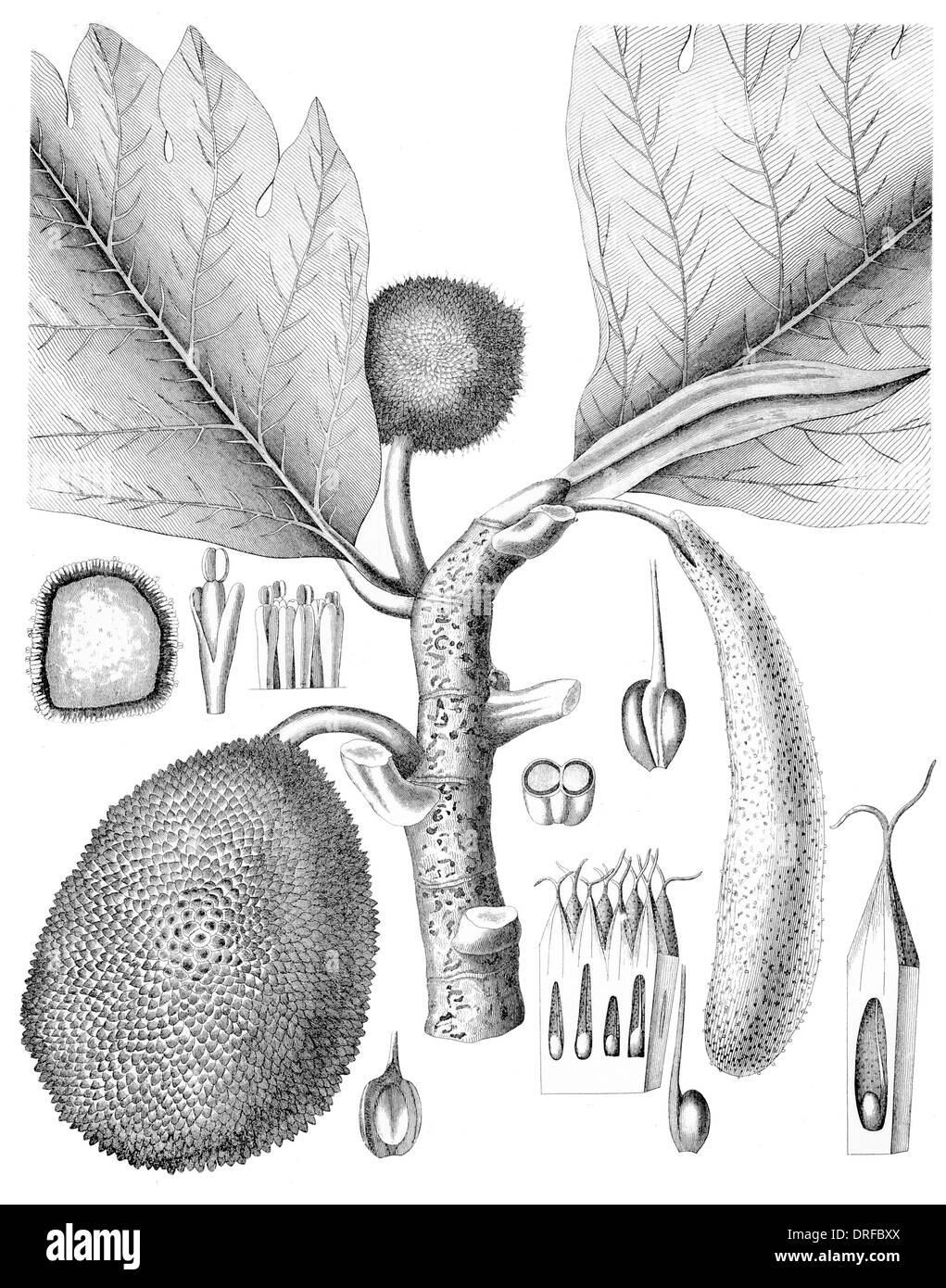 Artocarpus Incisa. Pane per alberi di frutta Foto Stock