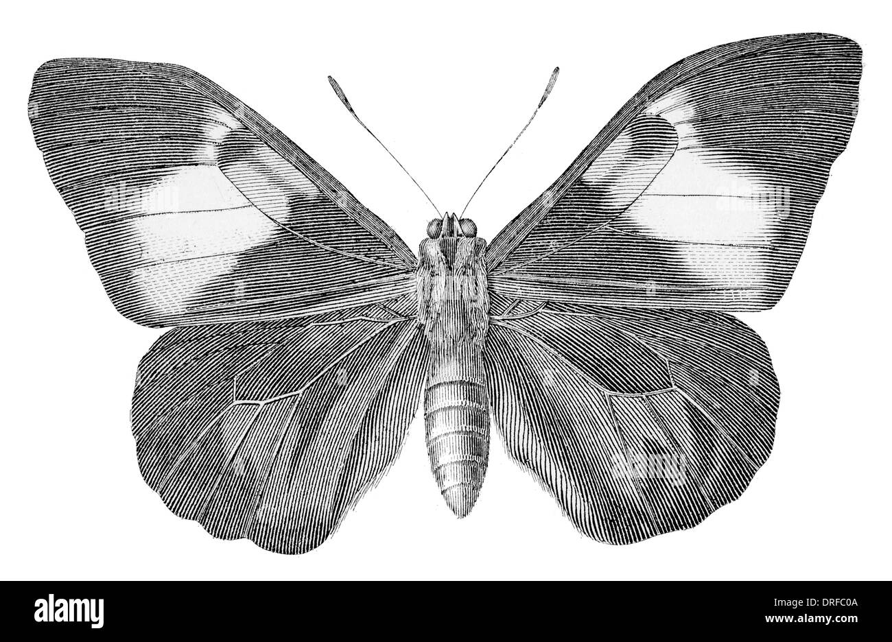 Brassolis astyra. Brassolis è un genere di farfalle nella famiglia Nymphalidae. Foto Stock