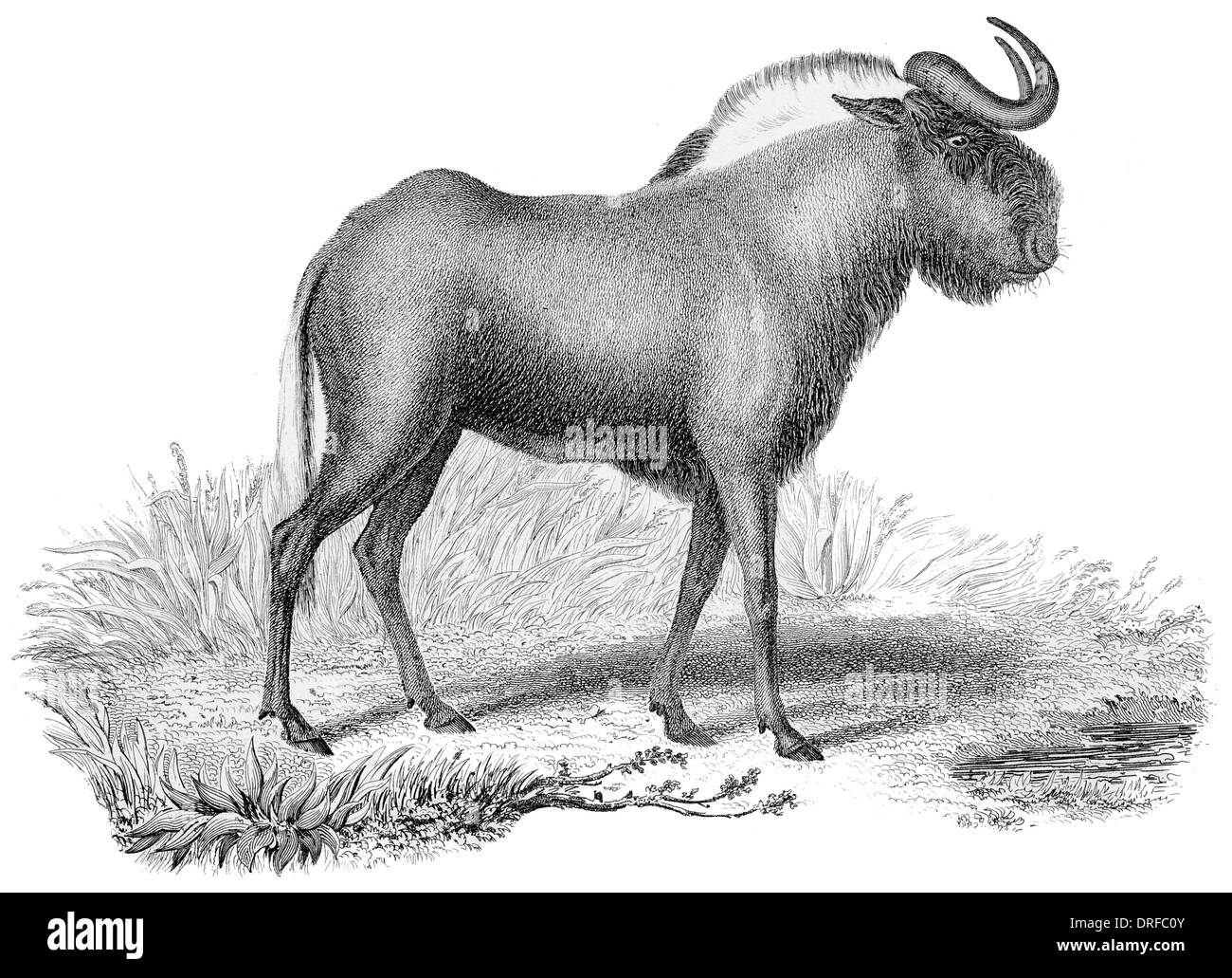 Gnu, anche chiamato gnu è un antilope in genere Connochaetes Foto Stock
