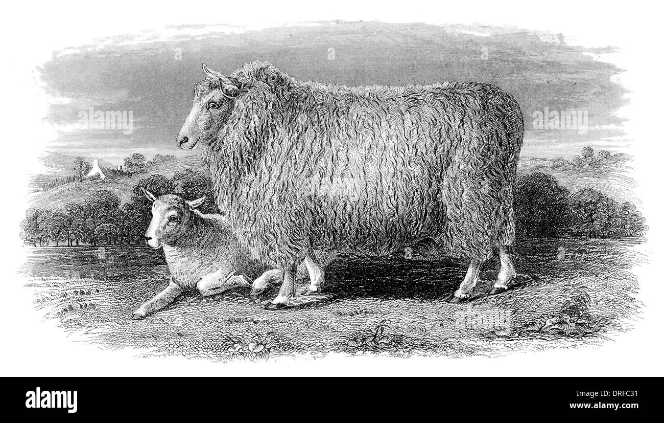 Romney Marsh pecora nella sua seconda vello circa 1880 Foto Stock