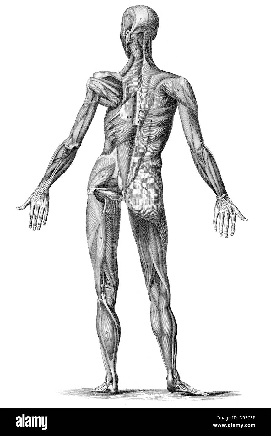 Il muscolo umano - Anatomia muscoli maschio dal retro retro Foto Stock