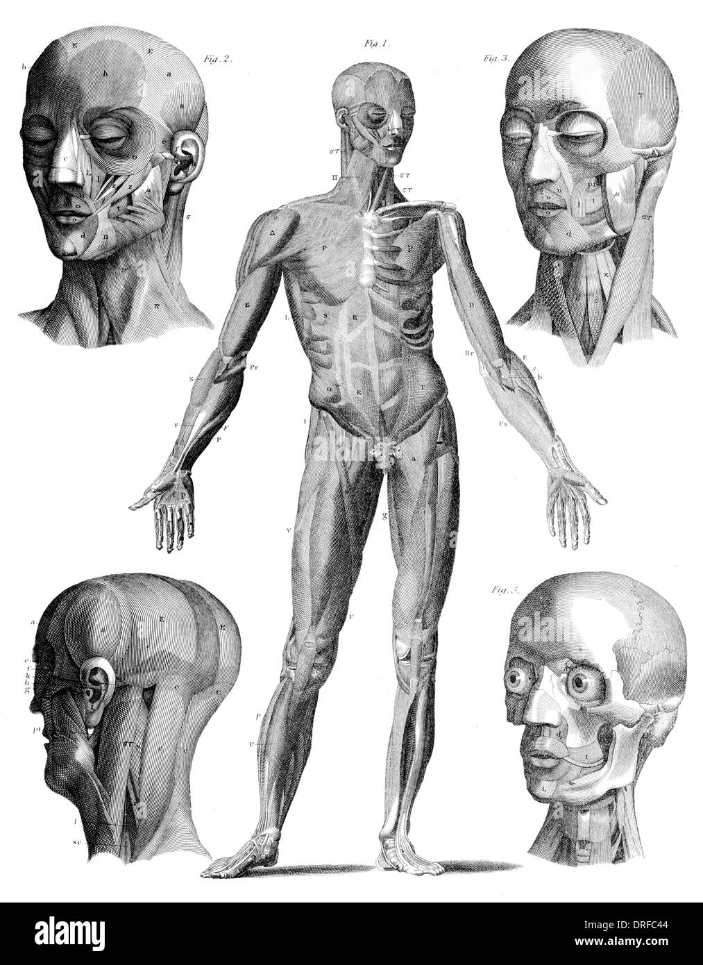 Vista in spaccato del maschio corpo umano Foto Stock