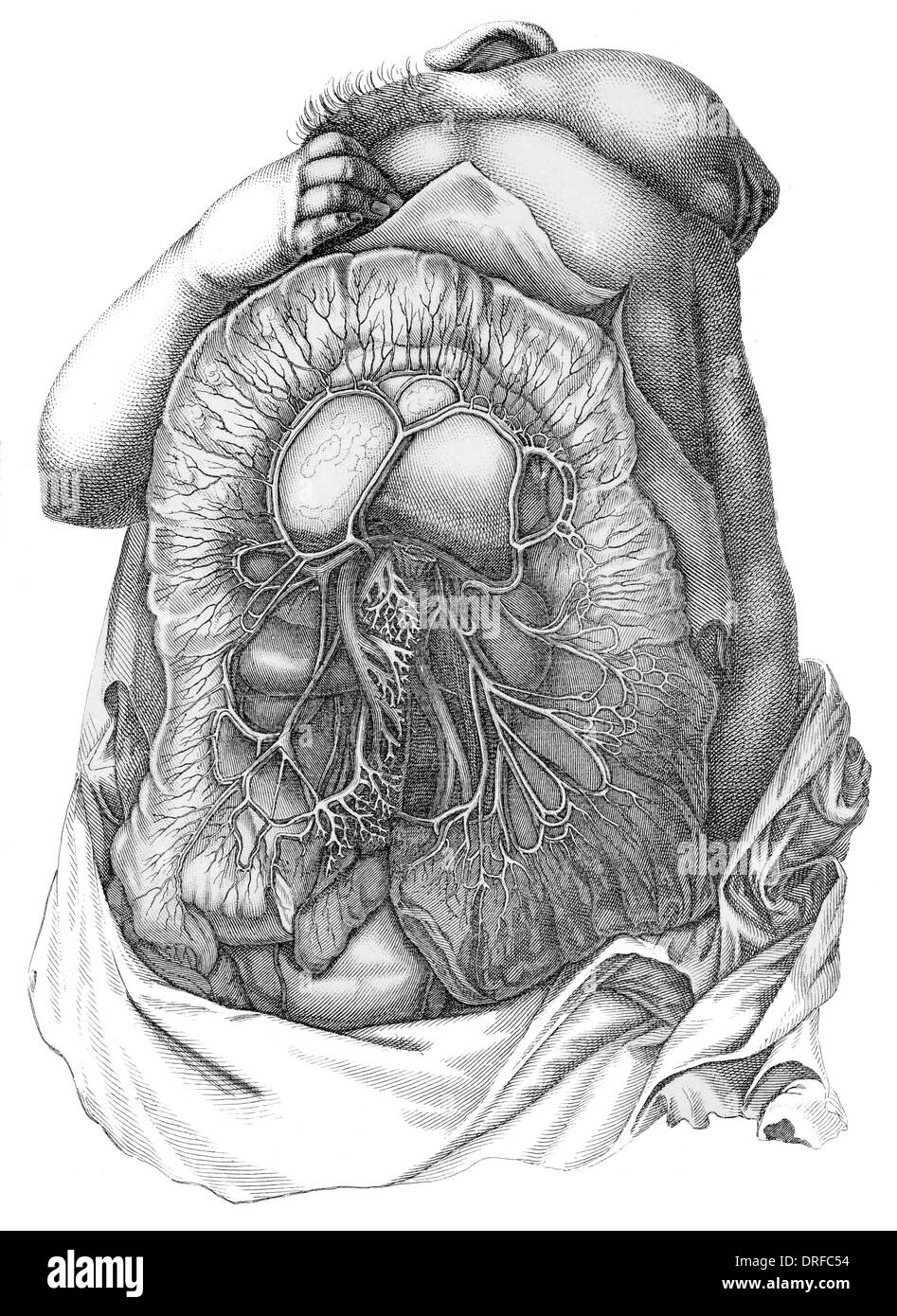 I vasi sanguigni dell'intestino Foto Stock
