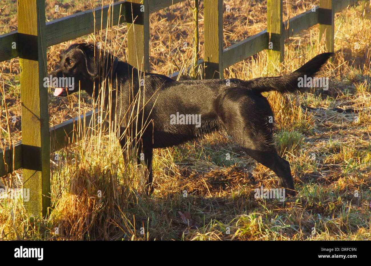 Vista laterale di un giovane nero Labrador guardando attraverso un post e cancellata in la mattina di sole Foto Stock