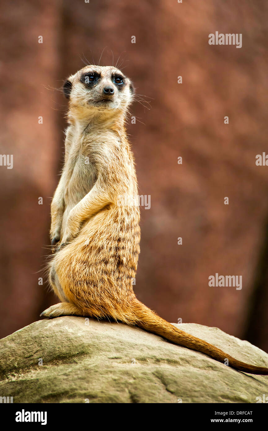 Meerkat sul belvedere. Foto Stock