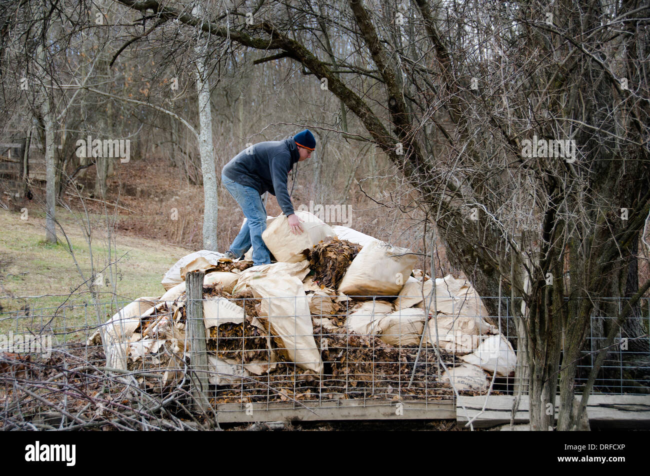 L uomo lo scarico e l'impilaggio dei cumuli di fieno e foglie Foto Stock