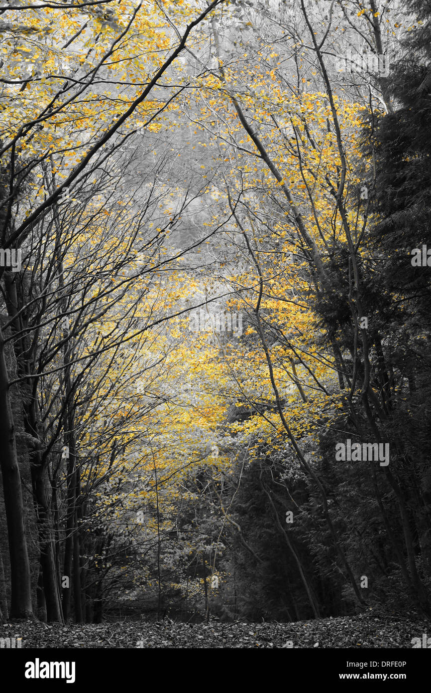 Una foto scattata in B&W di alberi in un bosco conducono giù in una valle. Foto Stock