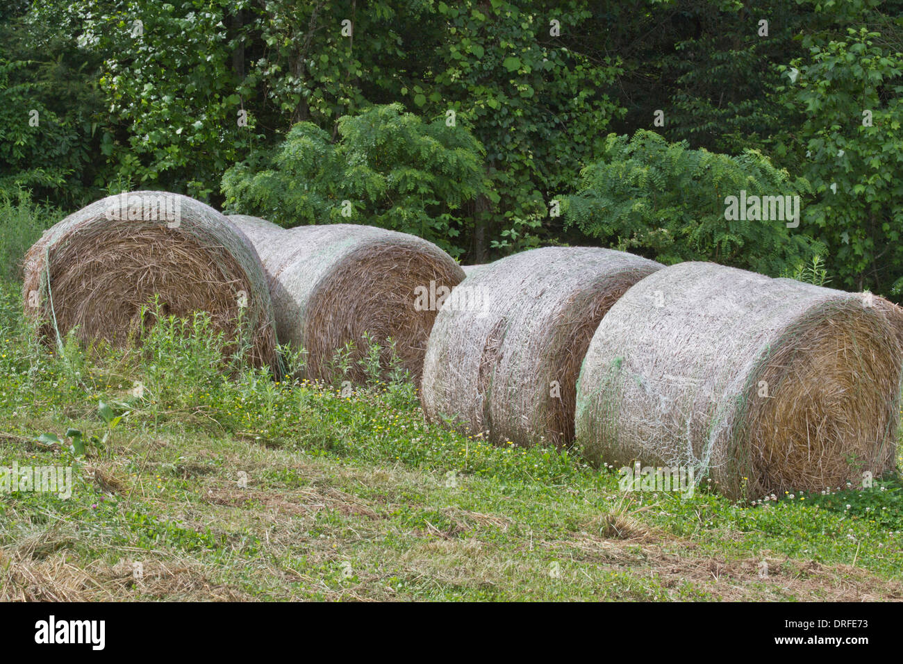 I rotoli di fieno è memorizzato in un campo in estate Foto Stock
