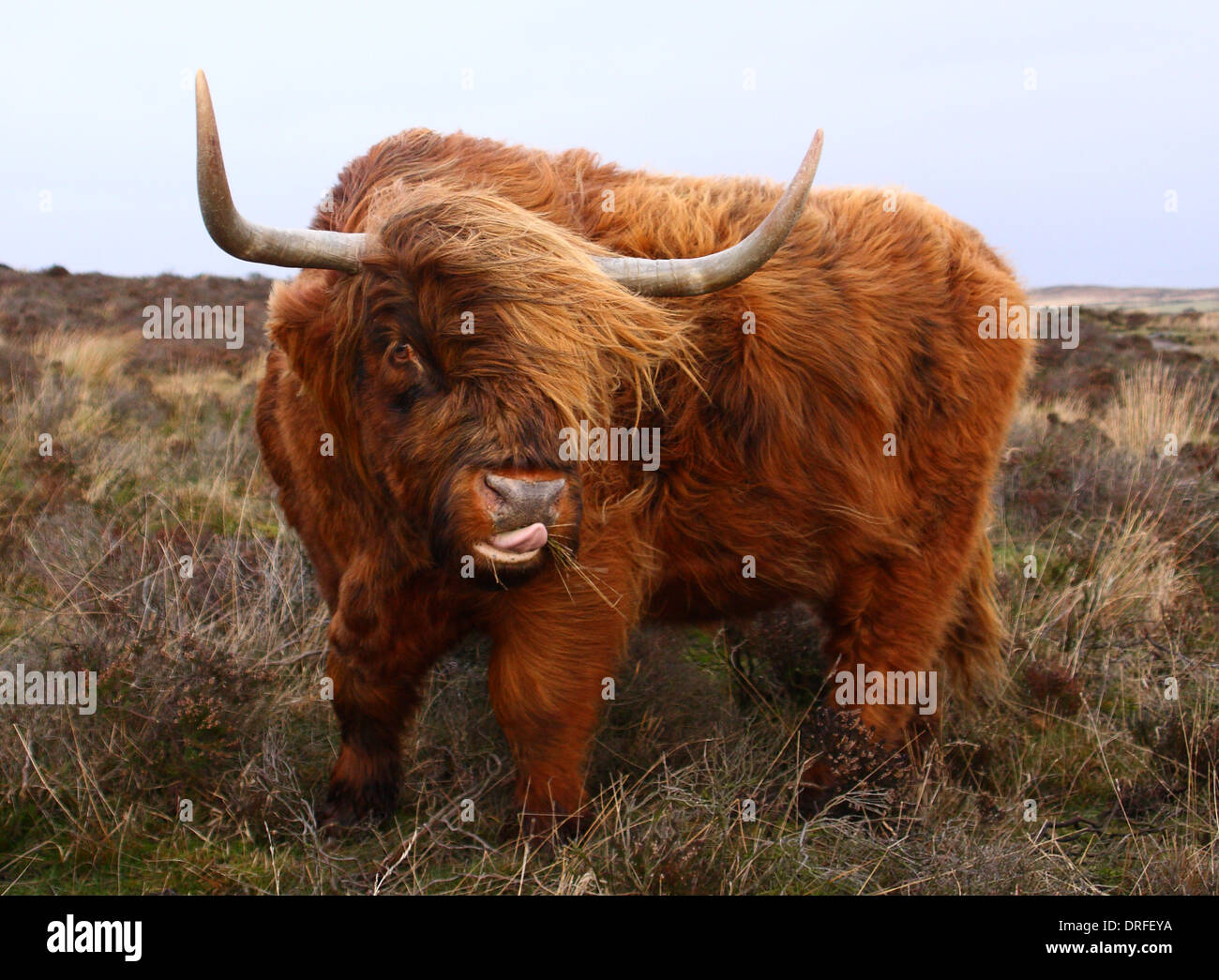 Highland bovini tirando una divertente faccia come egli bretelle contro i forti venti sul bordo Baslow, Parco Nazionale di Peak District, Derbyshire, Foto Stock