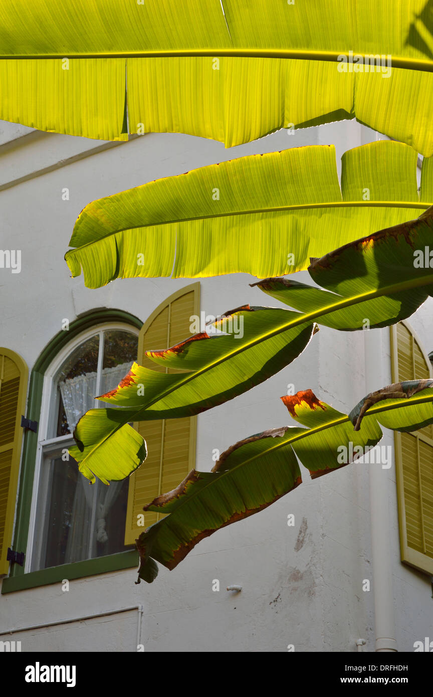 Foglie di palma e finestra della storica casa di Hemingway nel centro cittadino di Key West, Florida. Foto Stock