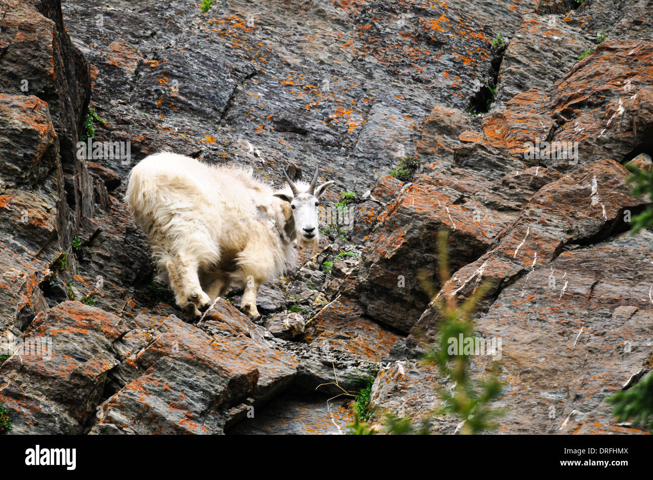 Capre di montagna su una scogliera, il Parco Nazionale di Jasper Alberta Canada Foto Stock