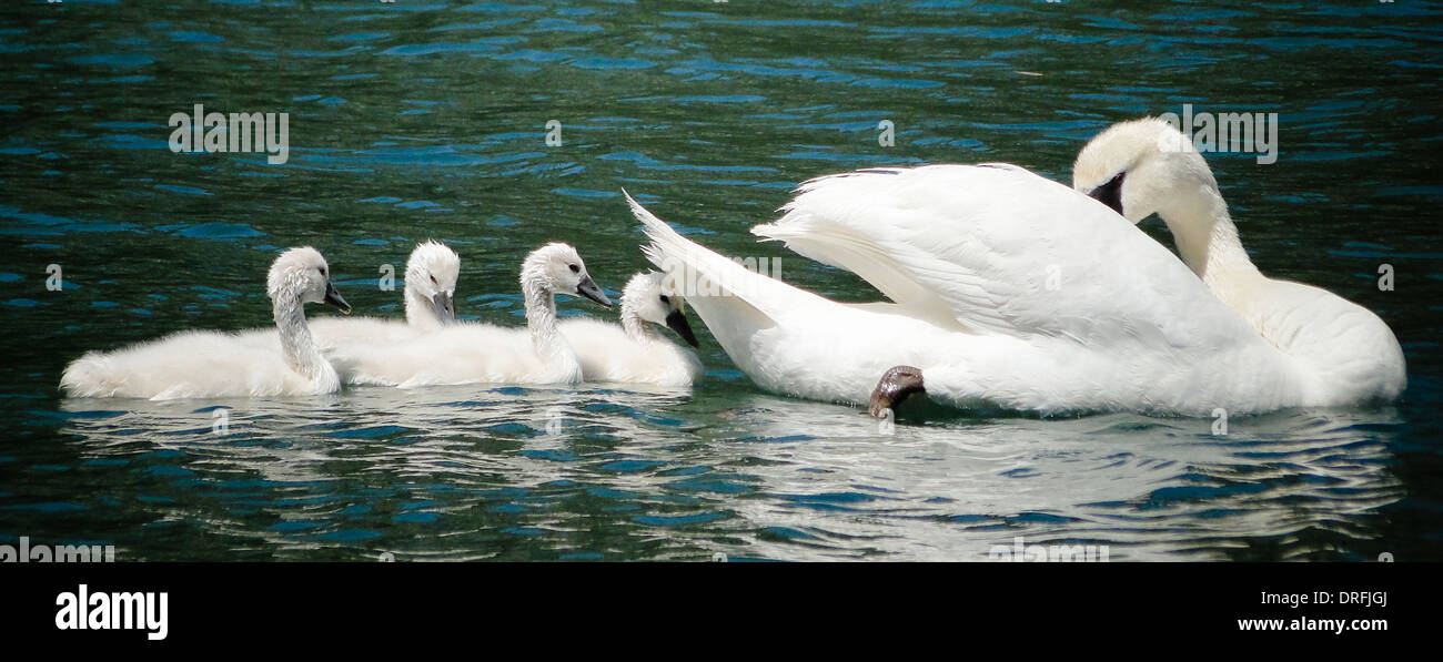 Madre swan con la gioventù. concetto di amore, protezione e guida. Foto scattata con stile la vignettatura Foto Stock