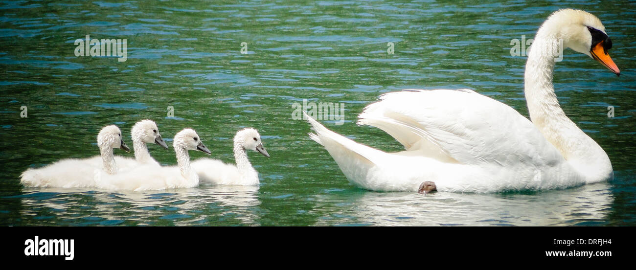 Madre swan con la gioventù. concetto di amore, protezione e guida. Foto scattata con stile la vignettatura Foto Stock
