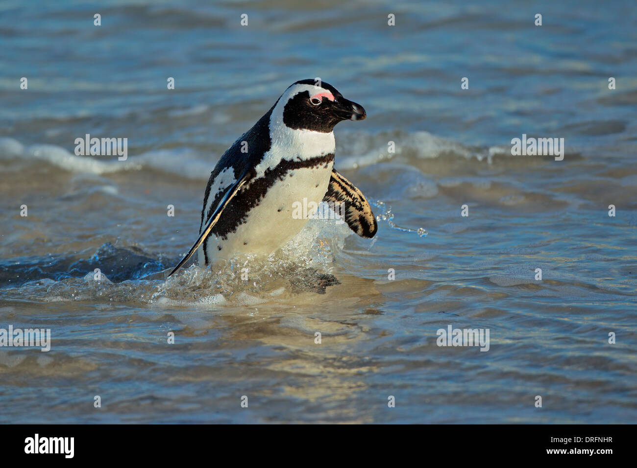 Pinguino africano (Spheniscus demersus) in acque poco profonde, Western Cape, Sud Africa Foto Stock