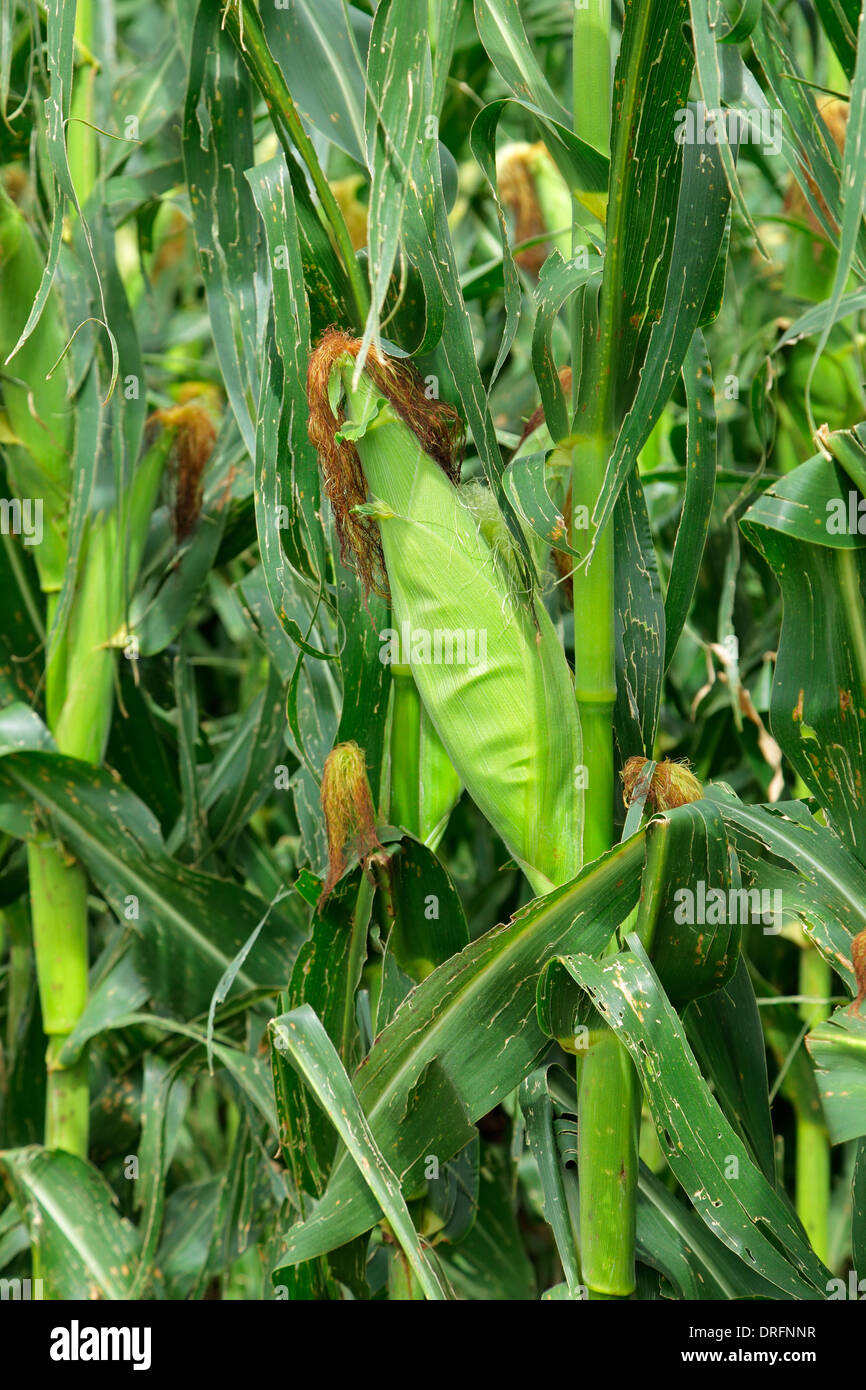 Il mais verde (mais) crescente nel campo durante la stagione estiva Foto Stock
