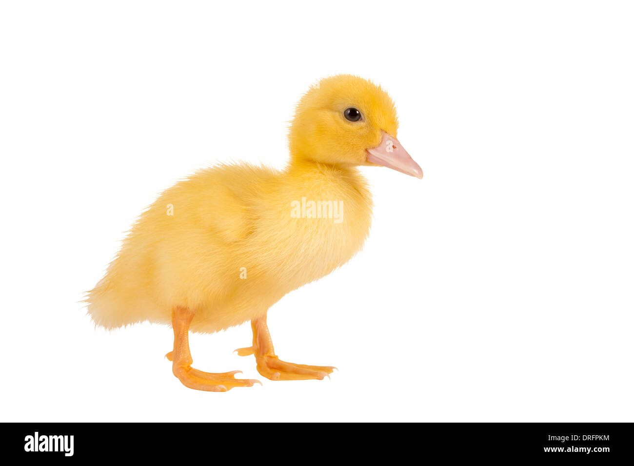 Carino piccolo neonato anatroccolo pasqua su sfondo bianco Foto Stock