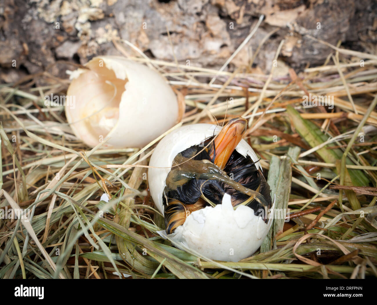 Baby anatroccolo essendo nato al tempo di schiusa Foto Stock