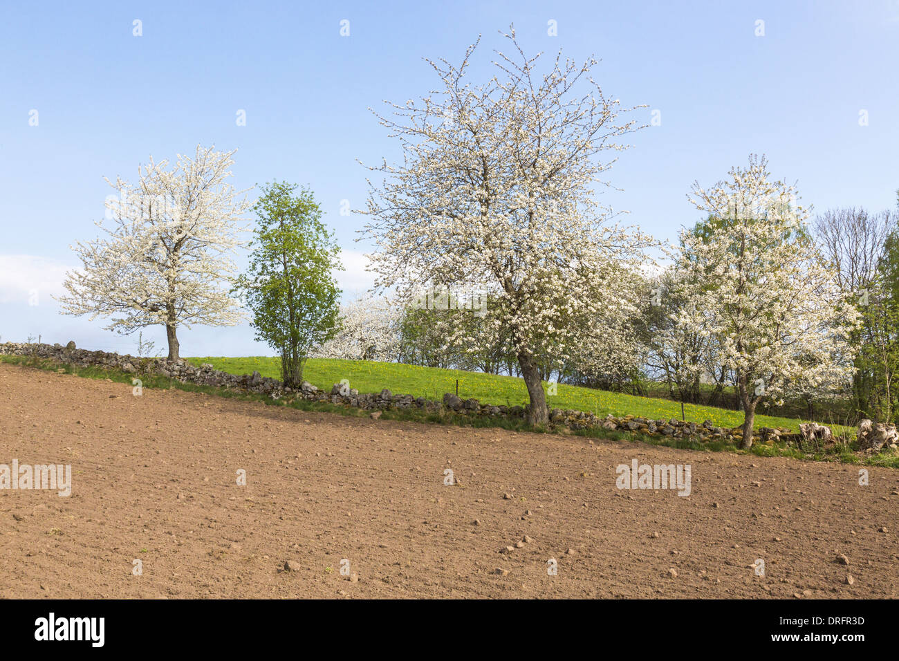 Erpicò campo con ciliegi fioriti sul muro di pietra Foto Stock