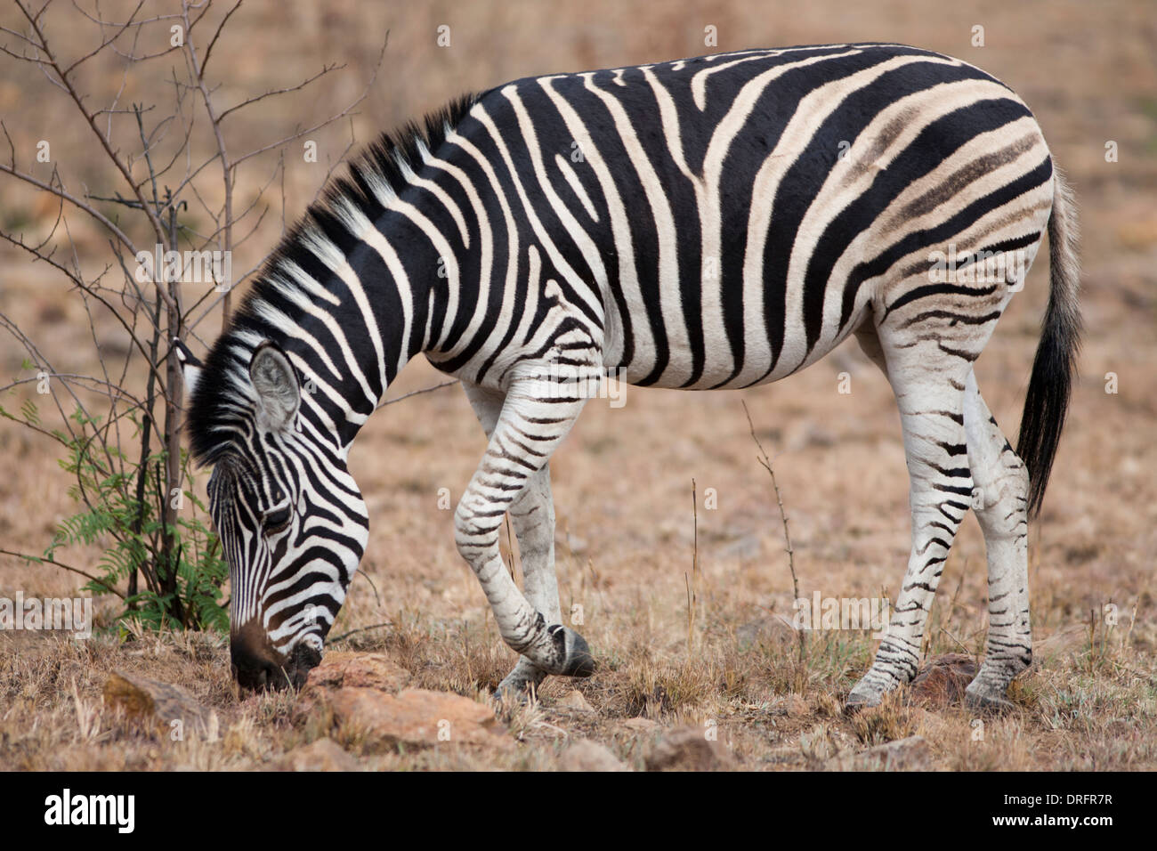 La Burchell zebra (Equus quagga burchellii) pascolo, Sud Africa Foto Stock