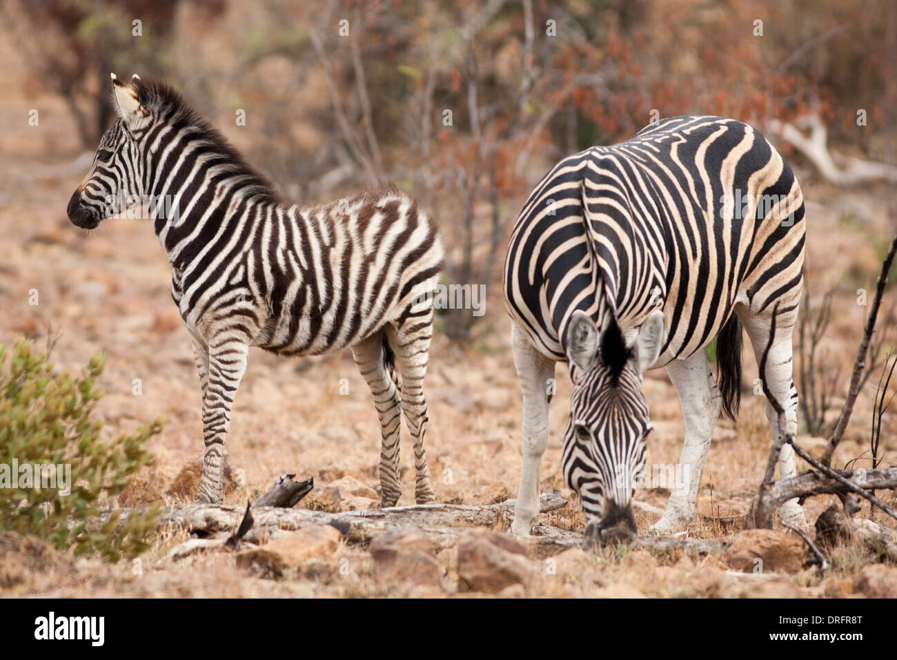 La Burchell zebra (Equus quagga burchellii) Dam e il pascolo di puledro, Sud Africa Foto Stock