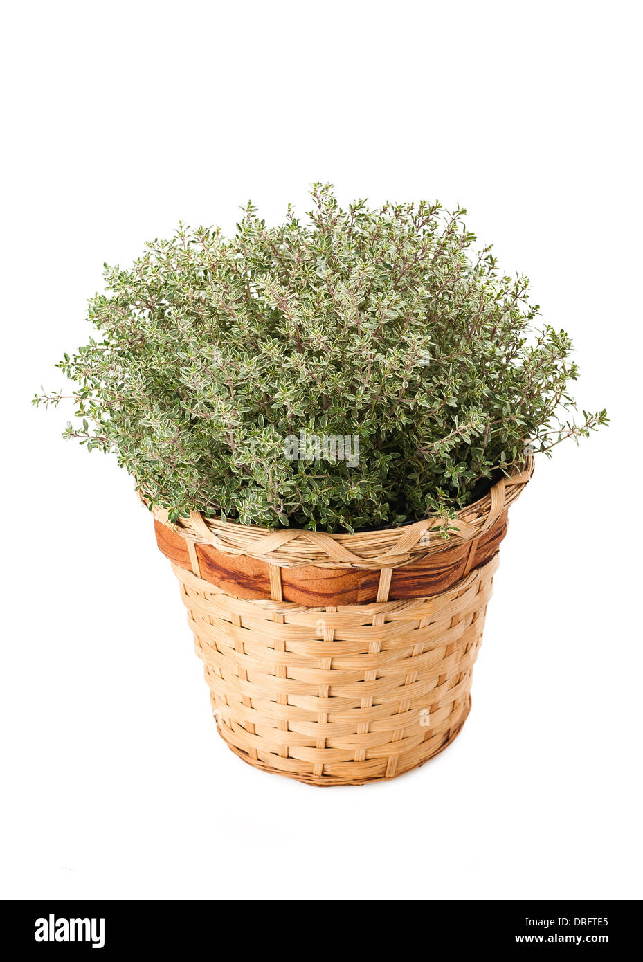 Il timo,erbe aromatiche in vaso Foto Stock