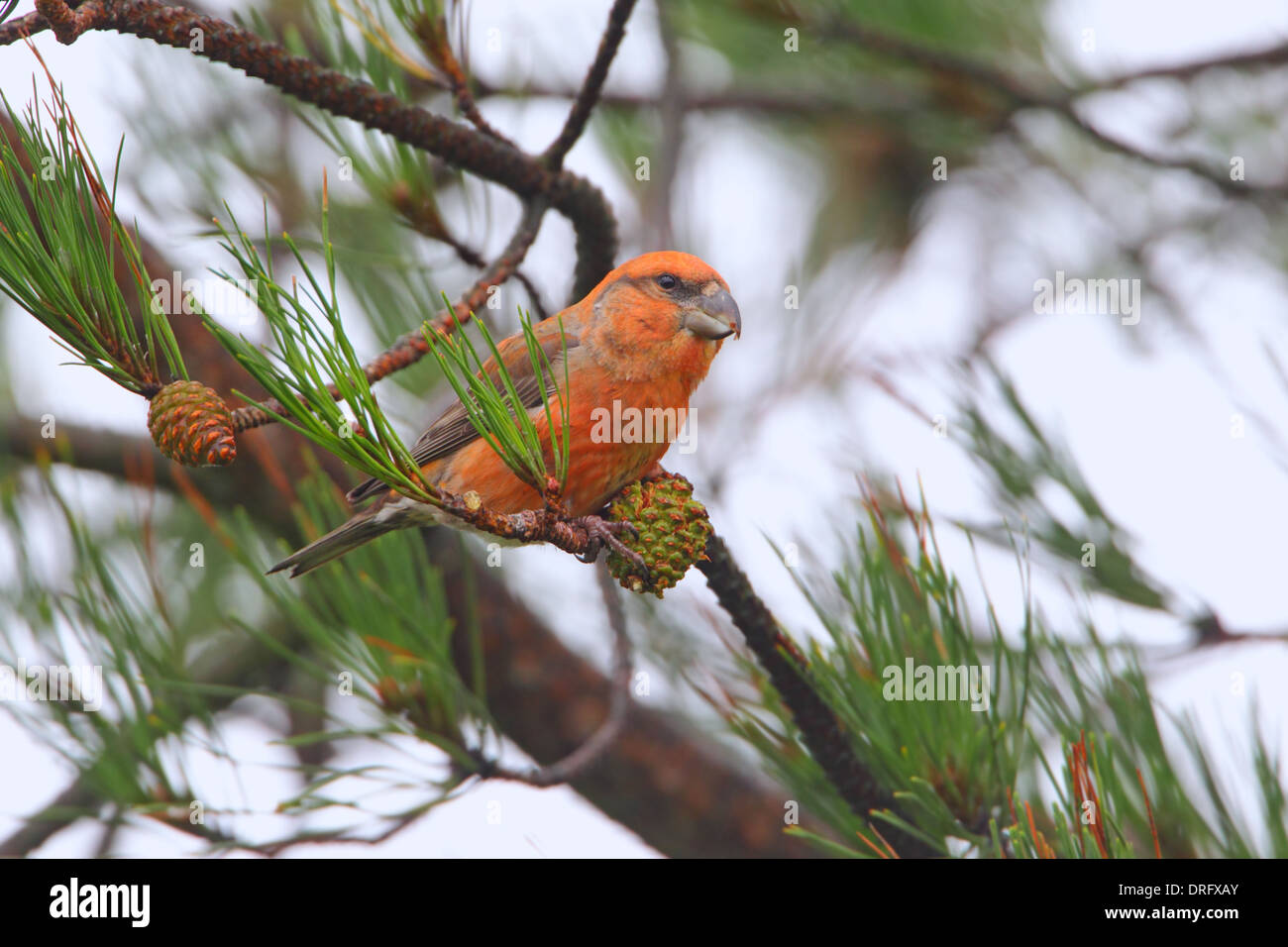 Maschio di Parrot Crossbill Loxia pytyopsittacus alimentazione su pigne Foto Stock