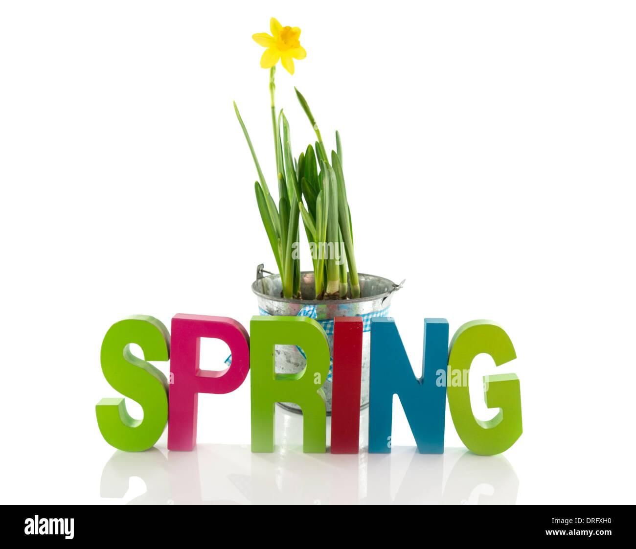 Benna di metallo con giallo fiore di narciso un testo molla Foto Stock