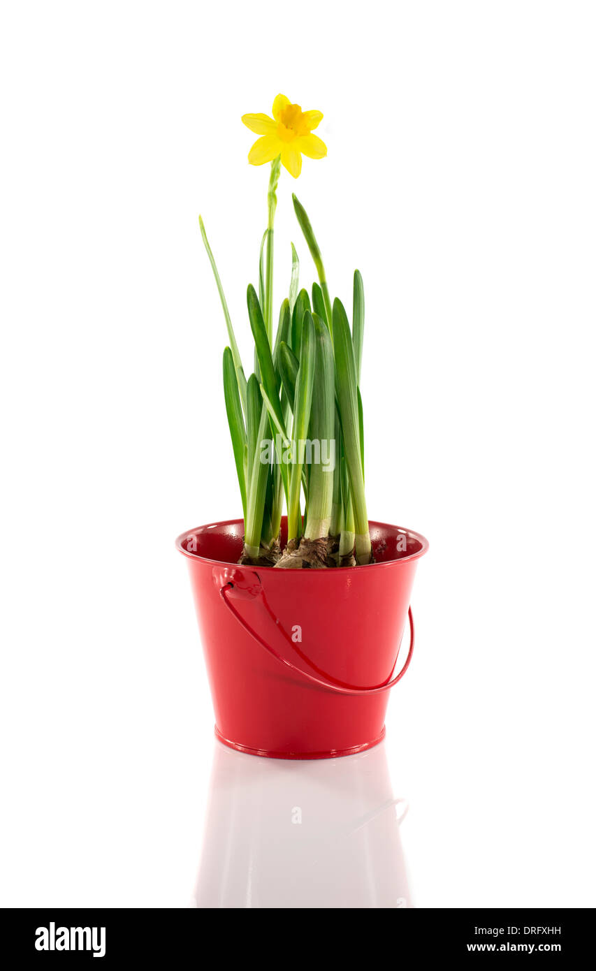 Benna di rosso con giallo fiore di narciso in primavera Foto Stock