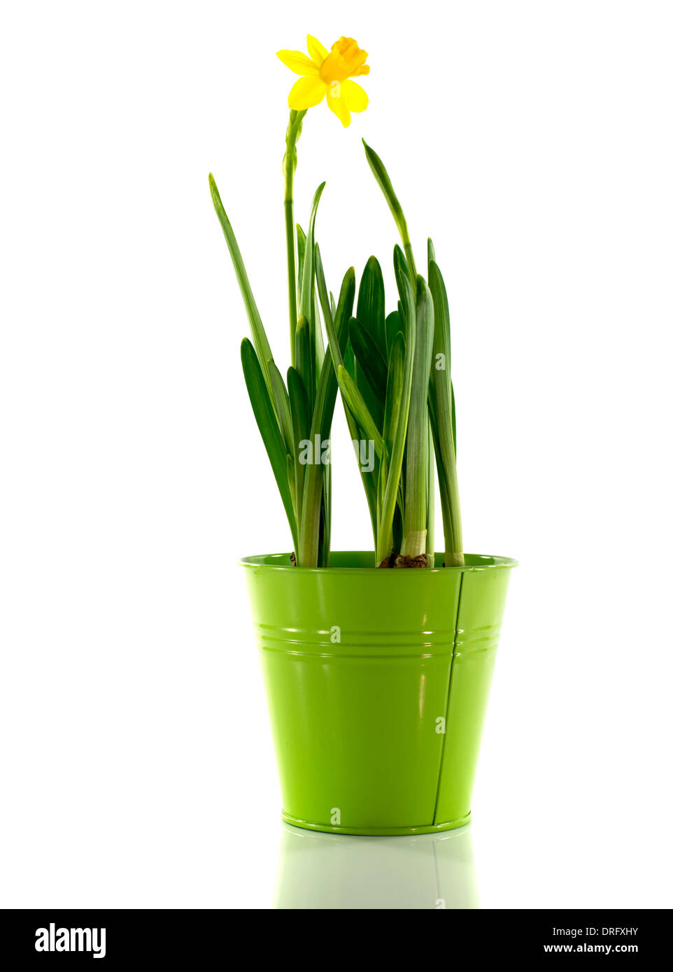 Benna verde con giallo fiore di narciso in primavera Foto Stock