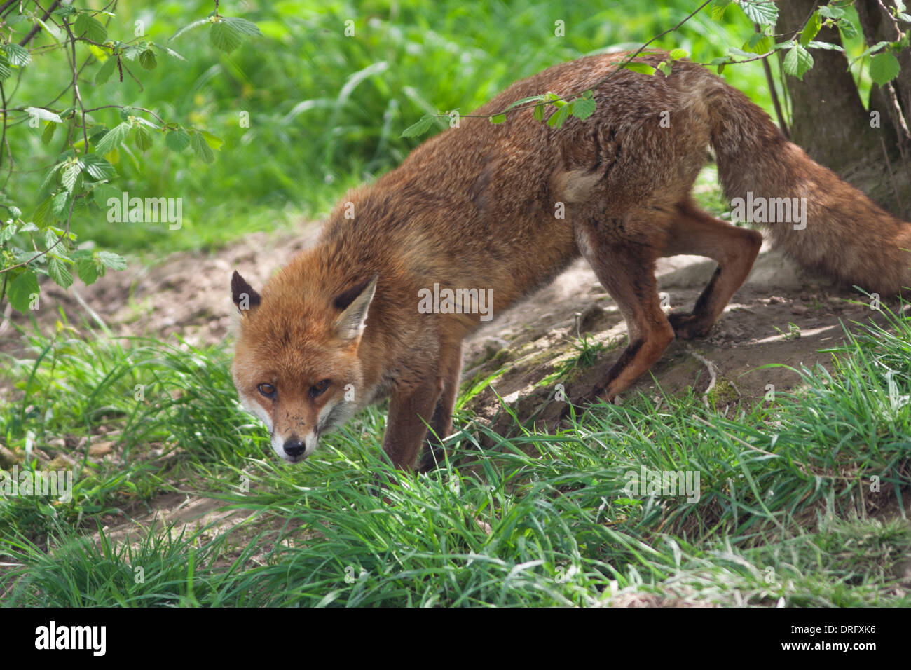 Unione Red Fox nel Regno Unito. Maggio Foto Stock