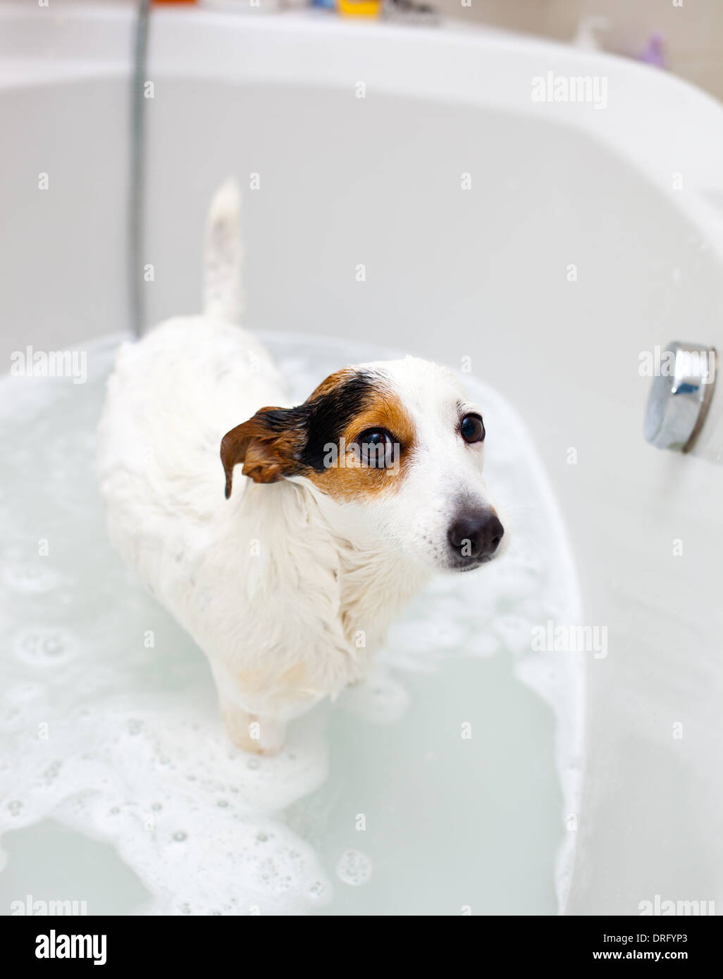 Jack Russell cane prendere un bagno in una vasca da bagno Foto Stock