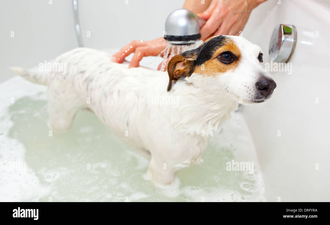 Jack Russell cane prendere un bagno in una vasca da bagno Foto Stock