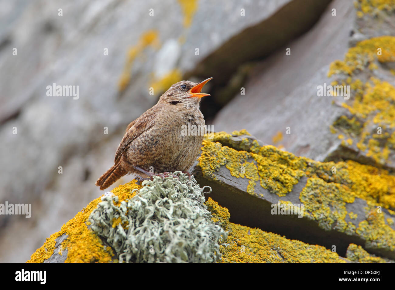 Shetland Wren (Troglodytes troglodytes zetlandicus), un maschio cantante sulla terraferma Shetland all'inizio dell'estate Foto Stock