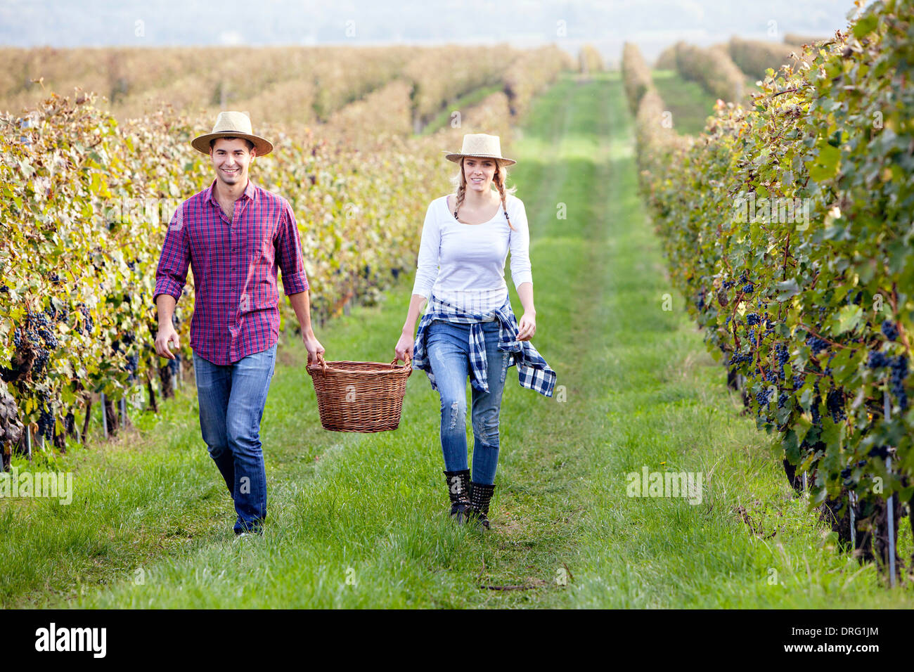 Vendemmia, coppia giovane che trasportano cestello, Slavonia Foto Stock