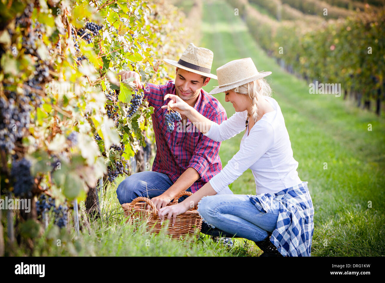 Vendemmia, coppia giovane raccolta uva, Slavonia Foto Stock