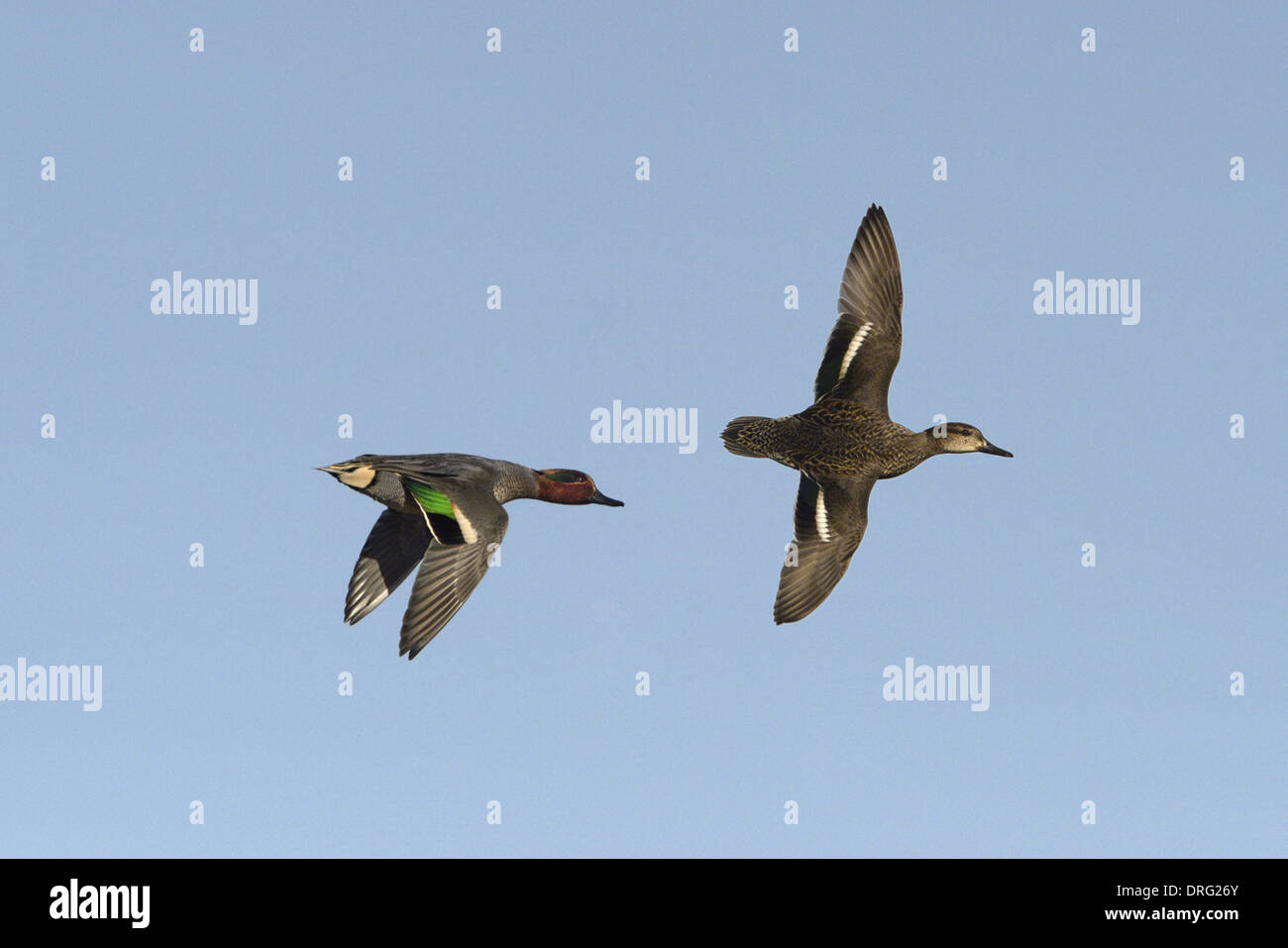 Alzavola Anas crecca Foto Stock