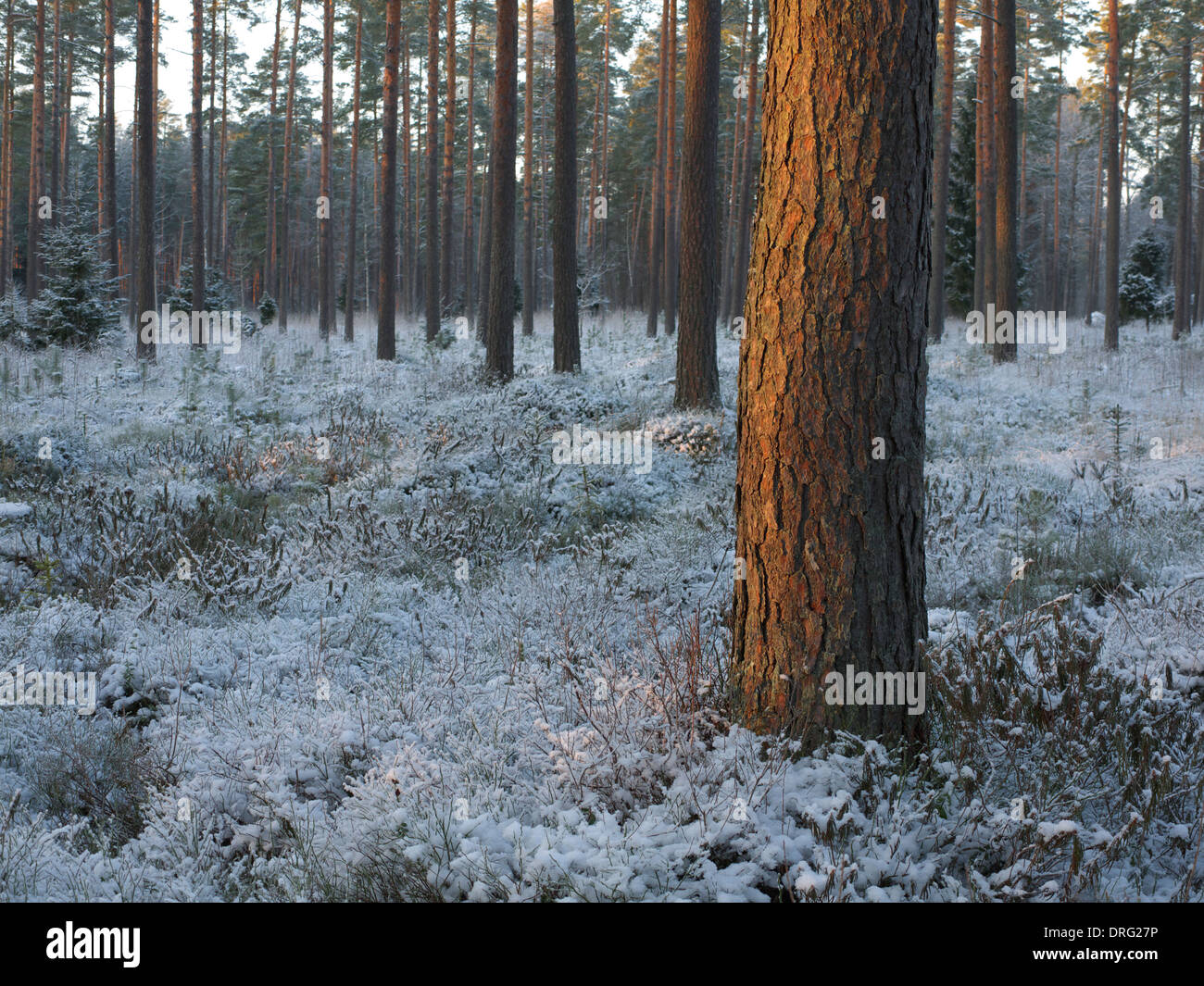 L'estone nevoso inverno paesaggio forestale vicino a Tartu nel gennaio 2014 Foto Stock